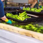 plantain being prepared to be shipped as part of a supply chain