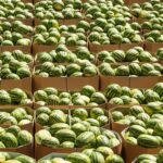 watermelon imports that passed customs and entered the u.s.