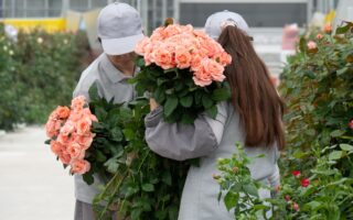 Two workers at a rose greenhouse harvesting light-pink roses