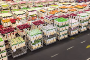 Picture depicts an enormous warehouse with fresh flowers ready to be transported via ocean and via air to other countries